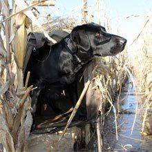 Gun Dog Supply Labs Hunting, Snow Goose Hunting, Duck Hunting Blinds, Duck Hunting Dogs, Dog Hunting, Hunting Videos, Hunting Guide, Goose Hunting, Hunting Pictures