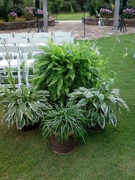 this was for a wedding but it will work good for a shady patio Ceremony Decorations Church, Resort Ideas, Elegant Decorations, Fern Wedding, Backyard Wedding Ceremony, Wedding Plants, Kerb Appeal, Diy Wedding Backdrop, Yard Wedding