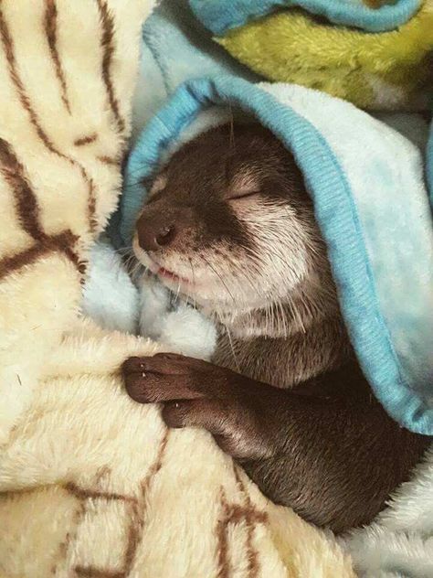 Sleeping Otter, Immagini Grinch, Sleeping Otters, Otter Animal, Baby Giraffes, River Otters, Baby Otter, Cats White, Tiger Cubs