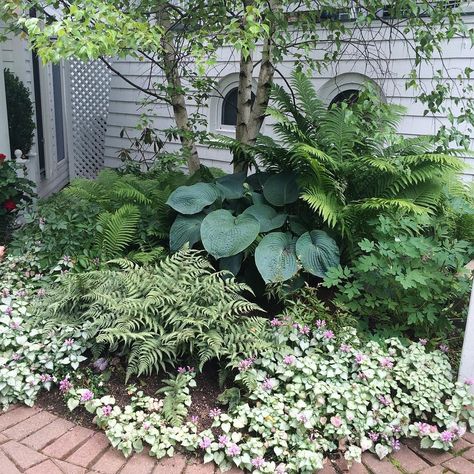 Blue Hosta, Shade Garden Design, Shade Garden Plants, Hosta Gardens, Have Inspiration, Woodland Garden, Mackinac Island, Gorgeous Gardens, Shade Plants