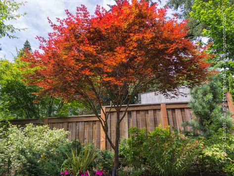 Asian Garden, Planting Plan, Japanese Maple Tree, Specimen Trees, Acer Palmatum, Red Fall, Evergreen Plants, Shade Trees, Sun And Water