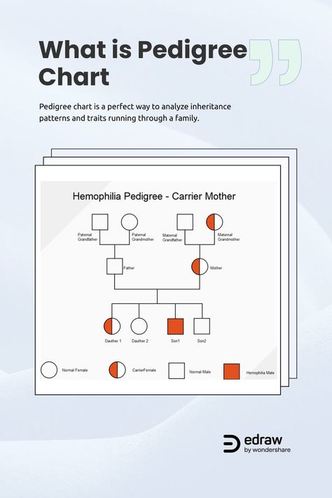 While Wikipedia defines a pedigree chart as a simple diagram depicting the phenotypes of a specified organism along with its ancestors, in layman language, it’s a perfect way to analyze inheritance patterns and traits running through a family. Click through, and find more family pedigree chart templates and learn how to make a pedigree chart! Pedigree Chart Printable Free, Family Pedigree Chart, Diagram Ideas, Pedigree Chart, Org Chart, Selective Breeding, Genetic Disorders, High School Science, Diagram Design