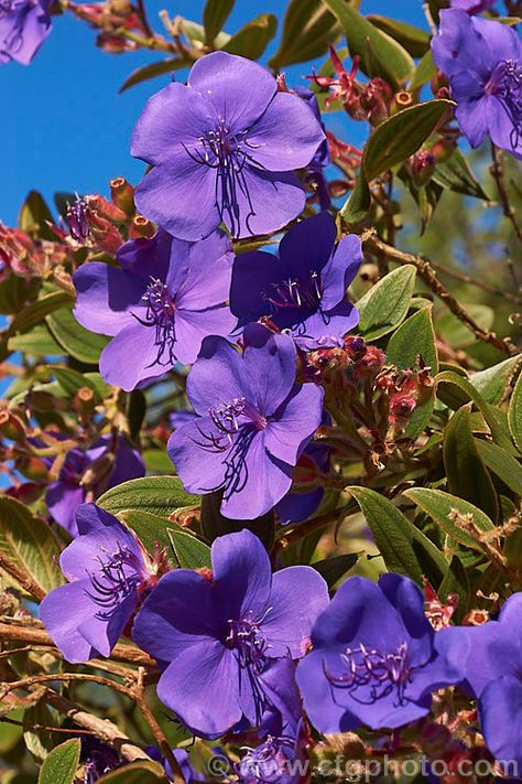 Tibouchina Urvilleana, Princess Flower, Plant Pictures, Evergreen Shrubs, Farm Gardens, Nativity, Stock Images, Flowers, Plants