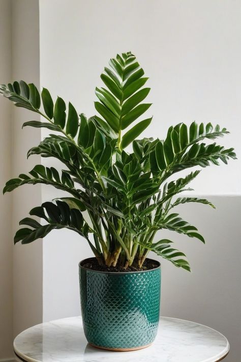 8 Tactics To Grow Zz Plant Zz Plant Care, Zz Plants, Health Images, Insecticidal Soap, Zz Plant, Best Indoor Plants, Love Plants, Low Light Plants, Beautiful Plants