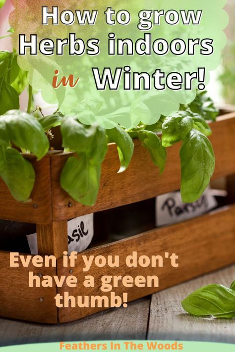 Grow herbs indoors all winter long! Grow Herbs Indoors Winter, How To Grow Spices Indoors, Growing Herbs Inside During Winter, Growing Indoor Herbs, Indoor Herb Garden With Grow Light, Indoor Winter Herb Garden, Herb Growing Indoors, Herbs Grown Indoors, Indoor Medicinal Herb Garden