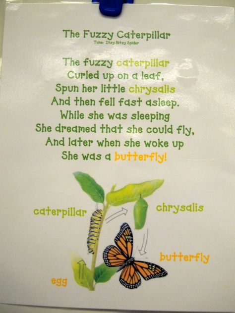 Book Quotes Life Lessons, Butterflies Kindergarten, Book Quotes Life, Caterpillar Song, Preschool Poems, Butterfly Caterpillar, Children Book Quotes, Quotes Life Lessons, Insects Preschool