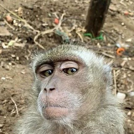 Monkey Love on Instagram: "That one friend who takes multiple selfies, 1st or 2nd ?😏🙈🐵" Monkey Taking Selfie, Monkey Selfie, Monkey Love, Taking Selfie, One Friend, That One Friend, Monkeys, Selfies, Memes