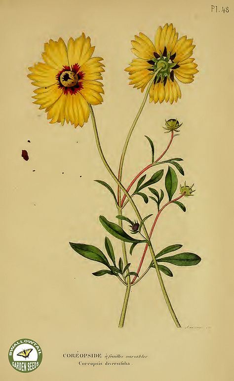 Coreopsis Flower, Botanical Printables, Garden Tattoos, Garden Tattoo, Painted Glass Vases, Wildflower Tattoo, Flower Illustrations, Vintage Illustration Art, Plant Tattoo