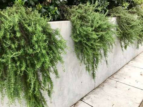 7 Good Trailing Plants for Walls Planted Wall Outdoor, Cascading Plants Over Retaining Wall, Garden Wall Landscaping, Evergreen Plants For Raised Beds, Wall Planting Ideas Outdoor, Plants For Rock Walls, Planting Against A Wall, Plants Hanging Over Retaining Wall, Cascading Perennial Plants