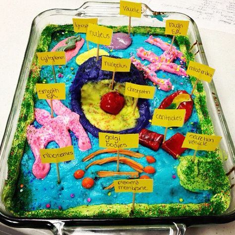 My daughter's animal cell cake. Biology is so delicious. by Ree Drummond / The Pioneer Woman, via Flickr Plant Cell Activity, Animal Cell Cake, Plant Cell Cake, Edible Animal Cell, Animal Cell Model Project, 3d Plant Cell, Edible Cell Project, Cell Cake, Plant Cell Project