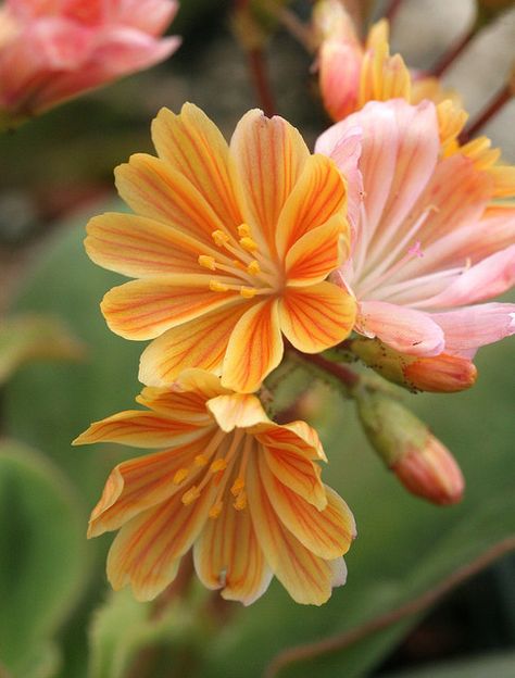 Lewisia Cotyledon 'Sunset Strain' Lewisia Flower, Lewisia Cotyledon, 5 Petal Flower, Petal Flower, Orange And Yellow, Ranunculus, Exotic Flowers, Types Of Flowers, Flower Beauty