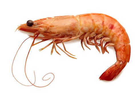 Pet Shrimp, Prawn Fish, Chickens For Sale, How To Cook Shrimp, Food Truck, Seafood, Carrots, White Background, Meat