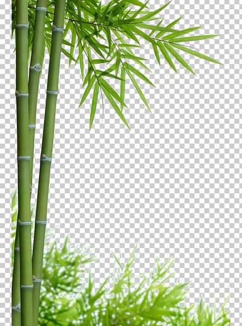 Bamboo Border Design, Leaf Frame Border, Bamboo Photography, Bamboo Jungle, Bamboo Border, Photography Png, Bamboo Background, Tree Photoshop, Psd Free Photoshop