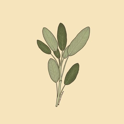 A still of my recent plant sprig, sage 🌱💛 The texture of the leaves were a challenge to recreate, but I think it turned out pretty well. Maybe you will see this design as a sticker in the near future 👀 What plant sprig should I draw next? 🌼Saves, shares, comments and likes are always appreciated 🌼 #art #artist #sage #drawing #illustration #smallartist #smallbusiness #stickerart #plants #botanical #littlebartstudio Sage Drawing, Sage Illustration, Watercolor Artist, Sticker Art, Mint Green, House Plants, Digital Artist, Things To Think About, Instagram Profile