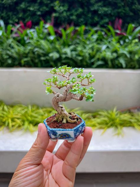 Mini Bonsai Garden, Mini Bonsai Tree, Blanket Ghost, Plant Jokes, Bonsai Mame, Bonsai Making, Bonsai Mini, Japanese Bonsai Tree, Jade Bonsai