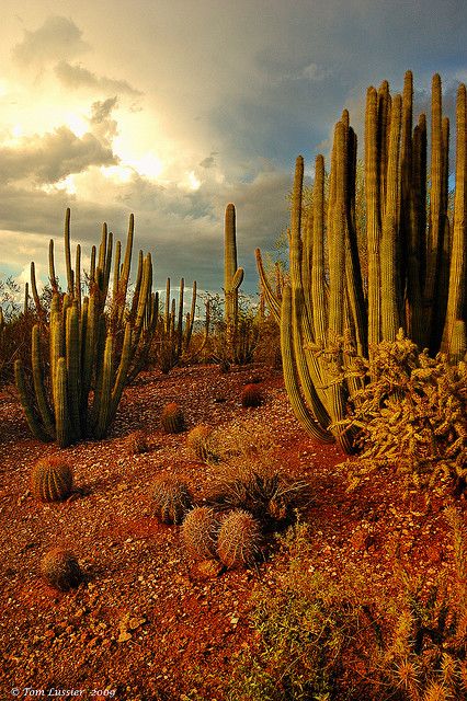 Great Basin Desert, Arizona Nature, Photos Black And White, Desert Aesthetic, Arizona Landscape, Desert Botanical Garden, Desert Storm, Desert Life, Desert Vibes