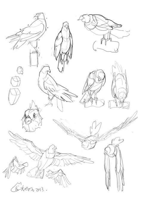 Study by Krenz @ http://cushart.deviantart.com/art/study-by-Krenz-417688926 Bird Poses Drawing, Bird Study Sketch, Bird On Shoulder Reference, Bird Wing Tutorial, Bird Anatomy Drawing Study, Bird Drawings Reference, Bird Art Tutorial, Holding Bird Reference Drawing, Bird Study Drawing