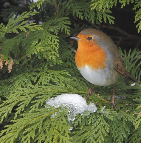 Robin Robin Pictures, European Robin, Robin Redbreast, British Garden, Garden Birds, Robin Bird, Exotic Birds, Birdwatching, Bird Photo