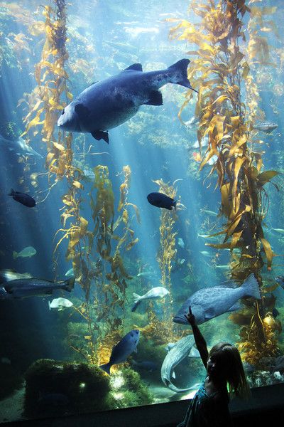 Birch Aquarium at Scripps - San Diego Scenic Photos Birch Aquarium, Water Aesthetic, Scenic Photos, Marine Biology, Pacific Blue, Aquariums, Aquarium Fish, Deep Sea, Dream Job