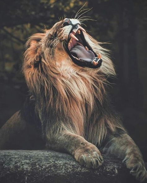 Roar 👑 🐾 🐾 🐾 🐾 🐾 🐾 🐾 #lion #lions #lioness #lionking #safari #bigcats #bigcat #africanamazing #kingofthejungle #wildlifphotoghraphy… Lion Lioness, Lioness Tattoo, Regnul Animal, Lion Photography, Beautiful Lion, Lion And Lioness, Lion Love, Lion Wallpaper, Roaring Lion