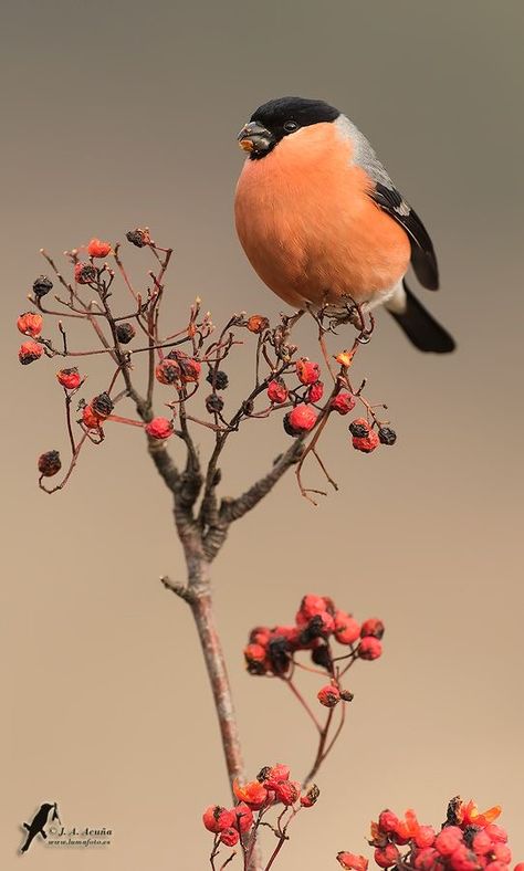 Bull Finch, Learn Watercolor Painting, Bullfinch, Finches, Nature Birds, Wildlife Nature, Bird Pictures, Pretty Birds, Bird Illustration