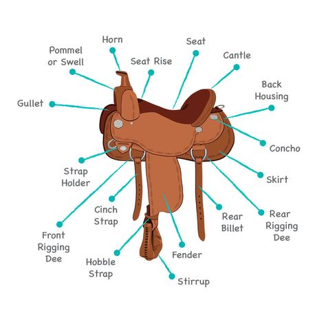 English Saddles, Treeless Saddle, Buy A Horse, Saddle Fitting, Western Saddles, Types Of Horses, English Riding, English Saddle, Western Saddle