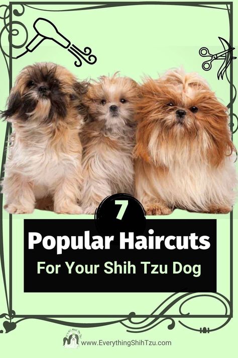 Shih Tzu Haircuts Male Teddy Bear, Shih Tzu Winter Haircuts, Shitsu Dog Haircut, Shin Tzu Haircut, Shih Tzu Grooming Styles Teddy Bears, Shihtzu Haircut Teddy Bears, Shitzu Haircuts Boy, Shitzu Haircut, Male Shih Tzu Grooming Styles