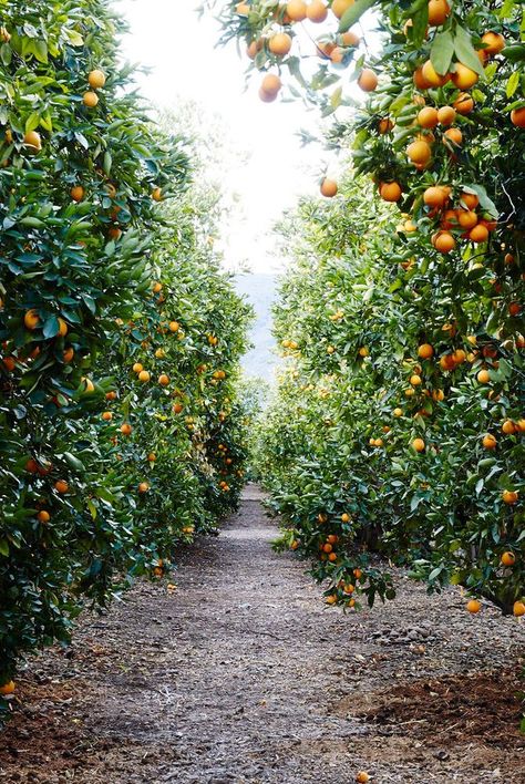 citrus grove Citrus Tree Garden, Citrus Garden, Tattoo Plant, Orange Grove, Garden Grove, Citrus Trees, Backyard Retreat, Fruit Garden, Garden Trees