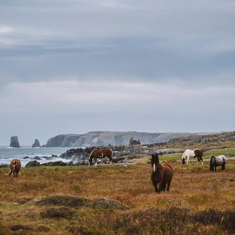 Bonavista - Newfoundland and Labrador, Canada Newfoundland Aesthetic, Newfoundland Scenery, Bonavista Newfoundland, Canada Newfoundland, East Coast Canada, John Cabot, Canada Landscape, Newfoundland Travel, Labrador Canada