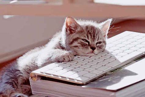 You actually let them sleep on your keyboard | 17 Signs You Might Be Really Obsessed With Your Cat Cat Sleeping, Cute Animal Photos, Cute Kittens, Funny Animal Pictures, Animal Photo, Crazy Cat Lady, 귀여운 동물, Crazy Cats, Cat Pics