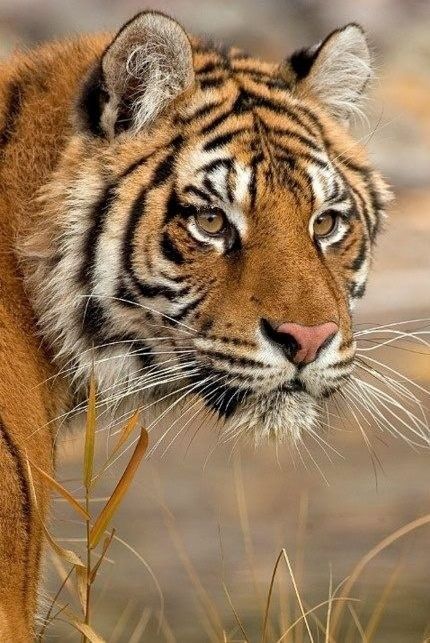 ♔ Les Tigres - Tigers Save The Tiger, Tiger Jewelry, Tiger Artwork, Tiger Love, Tiger Pictures, Wild Animals Pictures, Fancy Cats, Animals Friendship, A Tiger