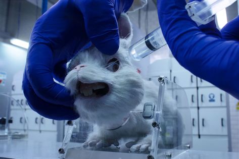 Animal Experimentation, Animal Experiments, Cruelty Free Cosmetics, Animal Facts, Southeast Asian, Humane Society, Stop Motion, The Body Shop, Urban Decay