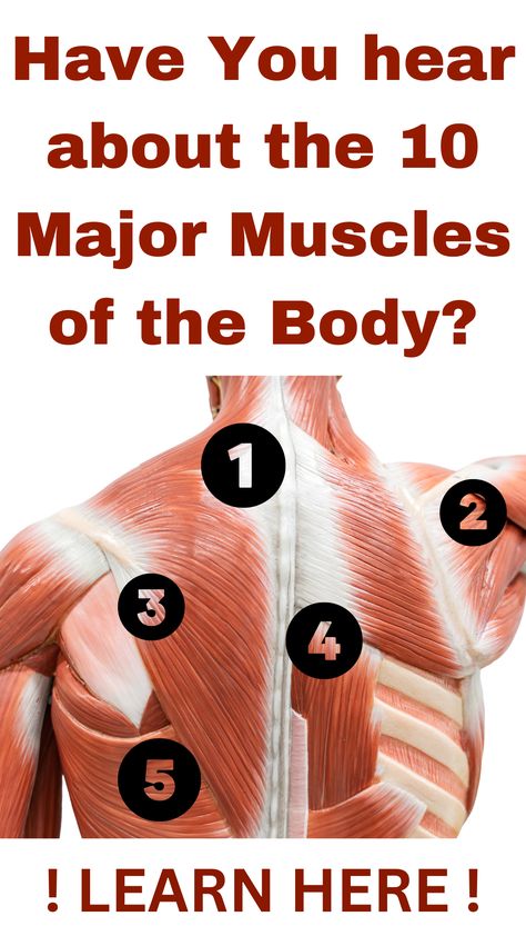 10 Major Muscles of the Body: A Complete List! Muscles Of The Body Human Anatomy, Muscle Groups Anatomy, Muscle Anatomy Reference, Back Muscles Anatomy, Skeletal Muscle Anatomy, Muscles In The Back, Muscle Names, Muscles Of The Back, Human Body Muscles