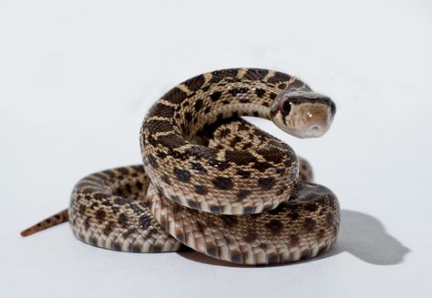 gopher snake coiled up cc Coiled Snake Drawing Reference, Snake Coiled Drawing, Snake Coiled Up, Coiled Snake Drawing, Snakes Reference, Snake Poses, Snake Picture, Snake Reference, Insect Reference