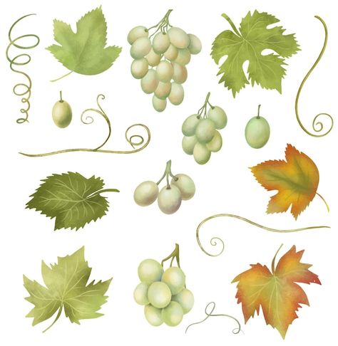 Vector uvas blancas y hojas de parra cli... | Premium Vector #Freepik #vector #hojas-uva #uva-verde #vid #uvas Outdoor Education, Premium Vector, Cali, Grapes, Packaging, Drawings, Quick Saves, Art