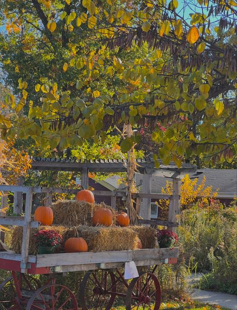 #fall #autumn #aesthetic #autumncolors #pumpkin #pumpkinpatch #orange #green #fallleaves Green Autumn Aesthetic, Green Fall Aesthetic, Green And Orange Aesthetic, Orange And Green Aesthetic, Fall Aesthetic Green, Aesthetic Polaroids, Fall Homescreen, Fall Autumn Aesthetic, Kimberly Moore