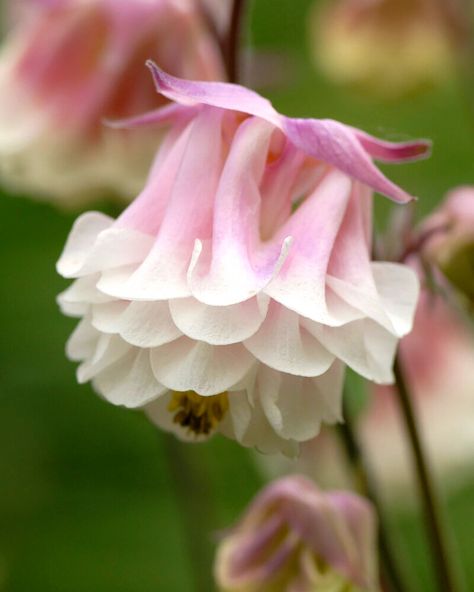 Farmer Gracy, Pinterest Plant, Summer Bulbs, Stunning Flowers, Columbine Flower, Patio Pots, Flower Bulbs, White Plants, Pink Plant