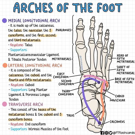 (1) PT flashcards på X: «ARCHES OF THE FOOT ✨ Reference: Tortora, Gerard J., and Bryan Derrickson. Principles of Anatomy and Physiology. 12th ed, John Wiley & Sons, 2010. #Anatomy #PhysicalTherapy #PTknows #PTstudygram #MedicalFacts #Studygram #PTreviews #Medicine #medstudent https://t.co/94W9AK2zsR» / X Anatomy Flashcards, Physical Therapy School, Radiology Student, Physical Therapy Student, Study Printables, Nursing School Essential, Doctor Of Physical Therapy, Nurse Study Notes, Family Nurse Practitioner