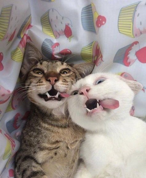 20+ Cats That Took the Selfie Game to a Whole New Level Chevrolet Malibu, Silly Cats, Funny Animal Pictures, Pretty Cats, 귀여운 동물, Beautiful Cats, Baby Cats, Animal Memes, Cute Funny Animals