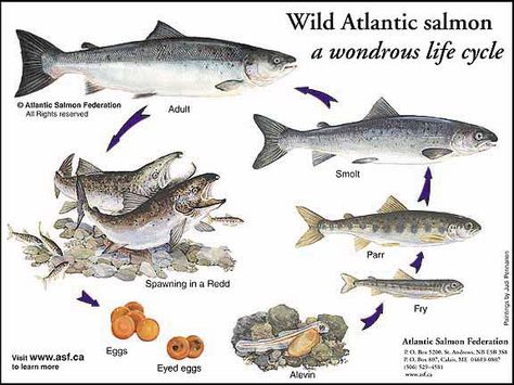 Atlantic Salmon life cycle Salmon Life Cycle, Salmon Illustration, Fish Life Cycle, Animal Life Cycles, University Of Saskatchewan, Fish Hatchery, Alaska Fishing, Fraser River, Atlantic Salmon