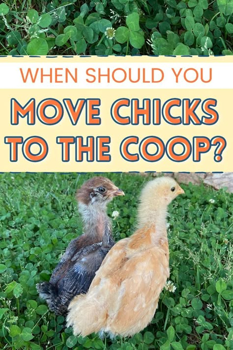 2 baby chicks sitting in the clover Chicken Coop Assessories, Inside Small Chicken Coop, Chickens And Chicks, Chick Brooder Inside Coop, Easy Chicken Brooder Ideas, Chicken Coop Activity Ideas, Chicks Coop Ideas, Raised Chicken Coop Plans, Chick Care Tips