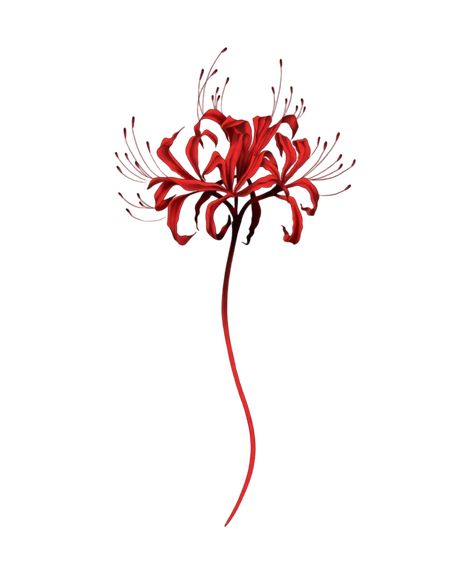 Spider Lily Drawing, Red Spider Lily Tattoo, Lily Tattoo Design, Cool Nature, Cherub Tattoo, Simple Tattoos For Guys, Red Spider Lily, Spider Lily, Vine Tattoos