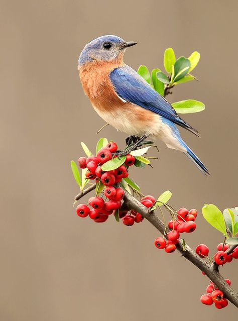 Eastern Bluebird, Wild Animals Pictures, Wallpaper Nature Flowers, Bird Artwork, Desenho Tattoo, Backyard Birds, Bird Pictures, Bird Drawings, Bird Illustration