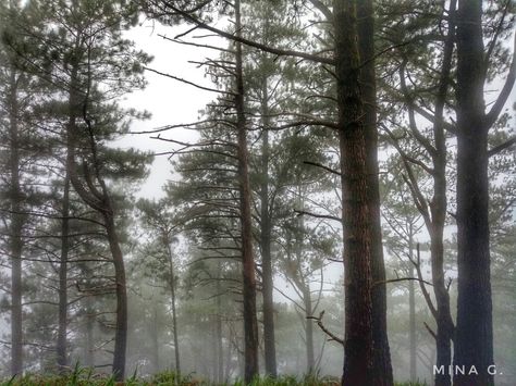 Montane Forest Akiki Trail Mt. Pulag Montane Forests, Mt Pulag, Tree Trunk, Forest, Plants, Travel, Quick Saves