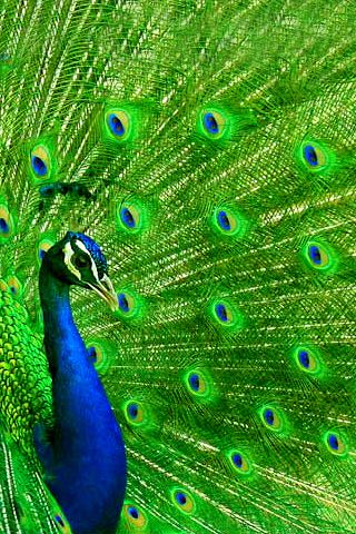 Exquisite.. Peacock Colors, Peacock Bird, Peacock Feathers, Pretty Birds, Colorful Birds, Animal Wallpaper, Newport Beach, Beautiful Creatures, Nature Beauty