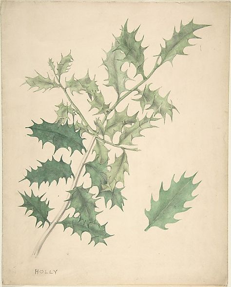 Holly Leaves, Anonymous, British, 19th century Copyright Free Images, Leaves Illustration, Holly Leaves, Copyright Free, Botanical Illustrations, Holly Leaf, Project Bag, British Artist, Large Picture