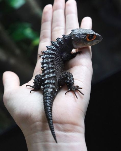 Red eyed crocodile skink Red Eyed Crocodile Skink, Crocodile Skink, Red Eye, Red Eyes, Animals, Red