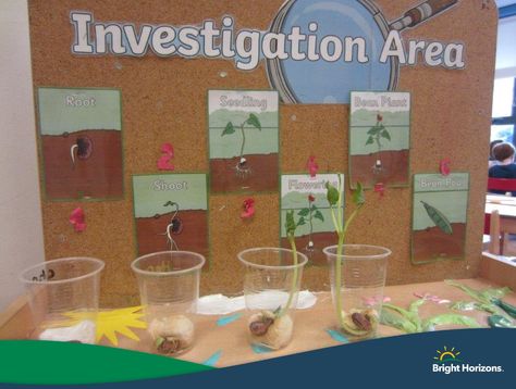 ‘Growing’ is staple topic for children at nursery because they can link it to their own experiences. Growing plants from a seed to a plant is a great activity for understanding the growth of vegetation and prompting conversations about the environment. Our display board shows the different stages of a seedlings, which will eventually be grown outside in our nursery garden! #EarlyYearsActivities #EarlyYearsPractitioners #BrightHorizonsUK Garden Classroom Activities, Year 1 Plants Activities, Growing Displays Eyfs, Plants Year 1, Growth And Change Activities Eyfs, Growing Crafts Preschool, Plant Activities Eyfs, Plants Eyfs Activities, Growing Topic Eyfs