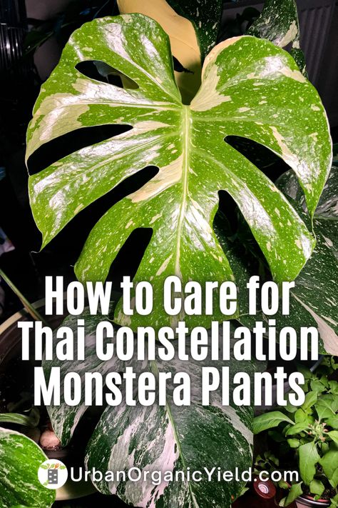 Thai Constellation Monstera Care, Monstera Thai Constellation Care, Thai Monstera, Thai Plants, Thai Constellation Monstera, Indoor Forest, Monstera Plant Care, Houseplant Collection, Monstera Thai Constellation