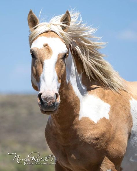 Wild Stallion, Wild Horses Photography, The Centaur, Beautiful Horses Photography, Paint Horses, Palomino Horse, Horse Coats, Mustang Horse, Wild Mustangs